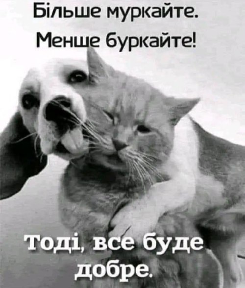 Мудрий кіт, поради, мудрощі від кота