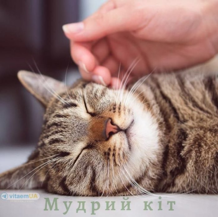 мудрий кіт, мудрощі, поради, мудрощі від кота