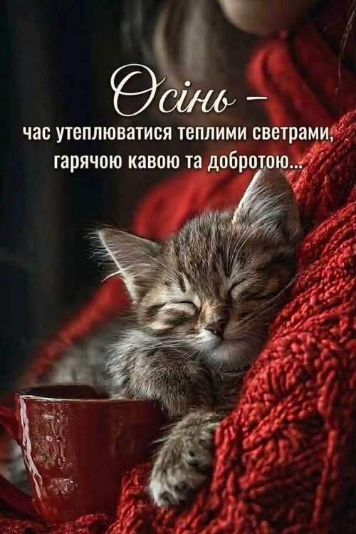 мудрий кіт