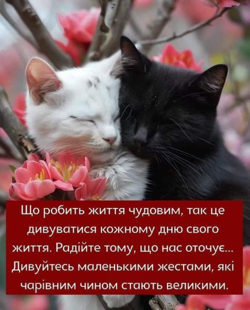 мудрий кіт, поради, мудрощі від кота