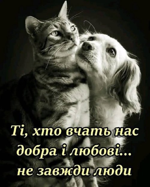 мудрий кіт