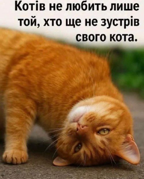 мудрий кіт
